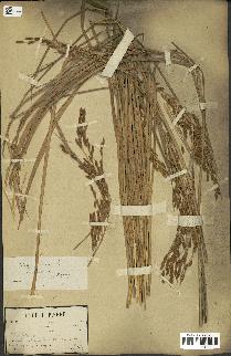 spécimen de Oryza sativa