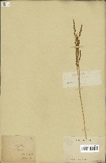 spécimen de Oryza sativa