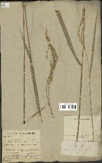 spécimen de Oryza sativa