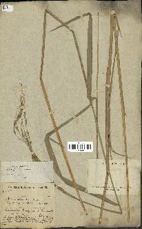 spécimen de Oryza sativa