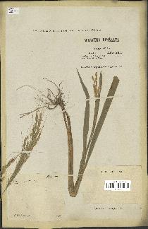 spécimen de Oryza sativa