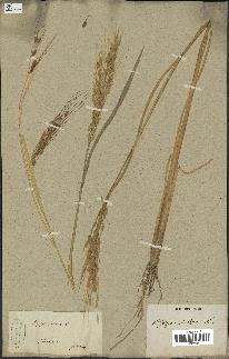 spécimen de Oryza sativa