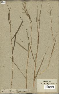 spécimen de Oryza sativa