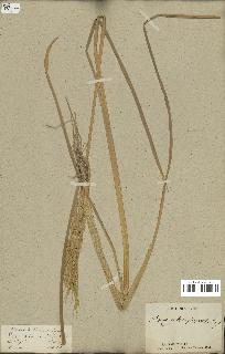 spécimen de Oryza sativa