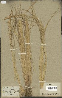 spécimen de Oryza sativa