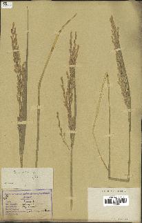 spécimen de Oryza sativa