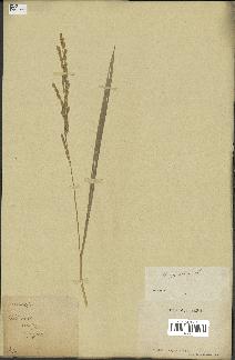 spécimen de Oryza sativa