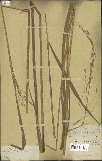 spécimen de Oryza sativa