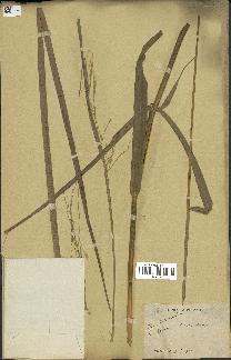 spécimen de Oryza sativa