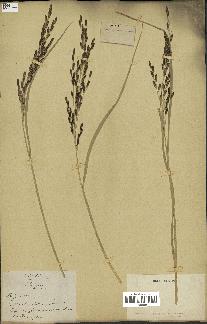 spécimen de Oryza sativa