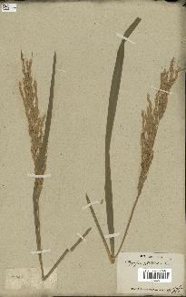 spécimen de Oryza sativa