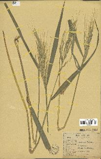 spécimen de Oryza sativa