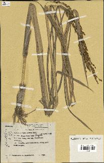 spécimen de Oryza sativa