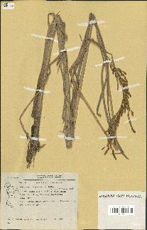 spécimen de Oryza sativa