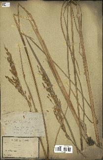 spécimen de Oryza sativa