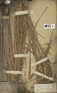 spécimen de Oryza sativa