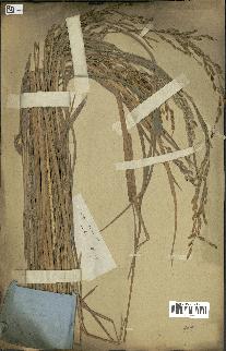 spécimen de Oryza sativa