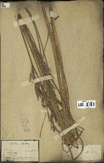 spécimen de Oryza sativa