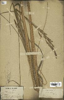 spécimen de Oryza sativa
