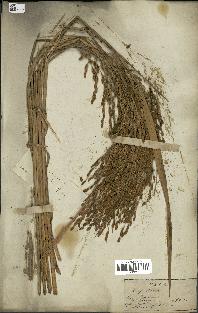 spécimen de Oryza sativa