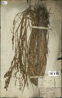 spécimen de Oryza sativa