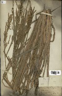 spécimen de Oryza sativa