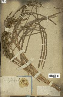 spécimen de Oryza sativa