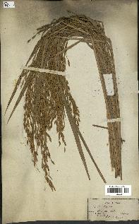 spécimen de Oryza sativa