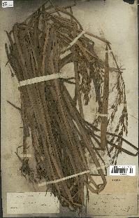 spécimen de Oryza sativa
