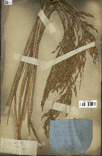 spécimen de Oryza sativa