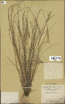 spécimen de Stipa pennata