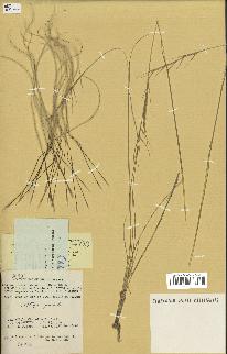 spécimen de Stipa pennata