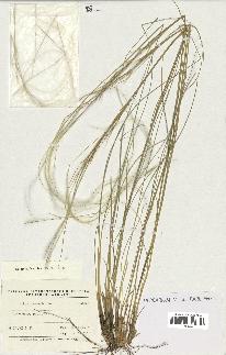 spécimen de Stipa pennata