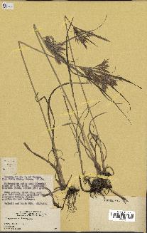 spécimen de Cyperus longus