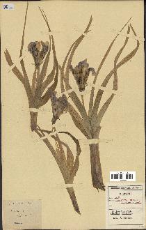 spécimen de Iris planifolia