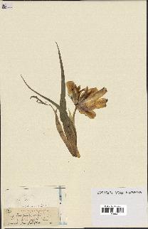 spécimen de Iris planifolia