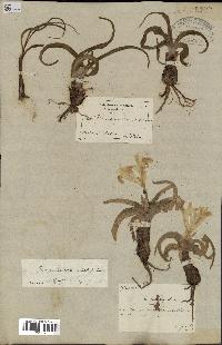 spécimen de Iris palaestina
