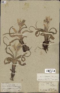 spécimen de Iris palaestina