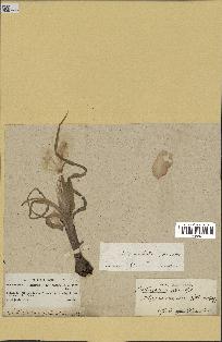 spécimen de Iris palaestina