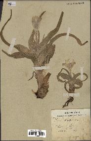 spécimen de Iris palaestina