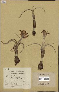 spécimen de Iris palaestina
