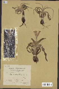spécimen de Iris palaestina