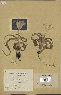 spécimen de Iris palaestina