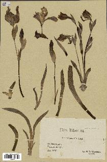 spécimen de Iris nudicaulis