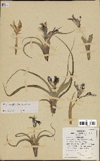 spécimen de Iris planifolia