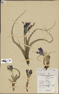 spécimen de Iris planifolia