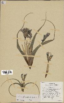 spécimen de Iris planifolia