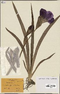 spécimen de Iris germanica