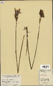spécimen de Iris sibirica
