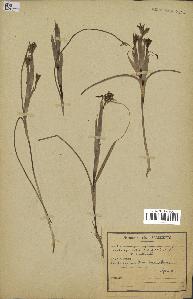 spécimen de Iris sisyrinchium